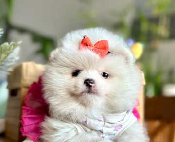 Ayicik Surat Boo Pomeranian Bebekler